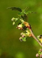 MSA RIBES NIGRUM 50 ML - Farma Nice