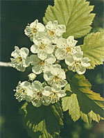 MSA CRATAEGUS OXYACA 50 ML - Farma Nice