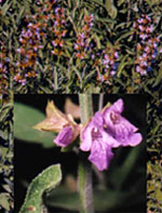 TSA SALVIA OFFICINALIS 50 ML - Farma Nice