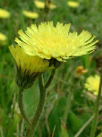 TSA HIERACIUM PILOSELLA 50 ML - Farma Nice
